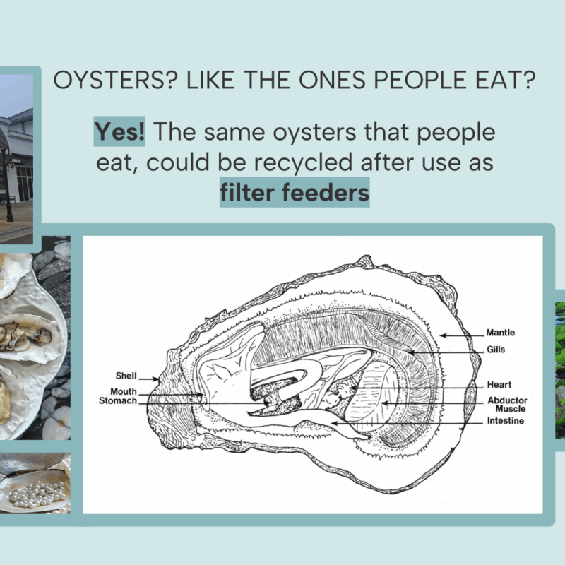 Slide from Oyster preservation project.