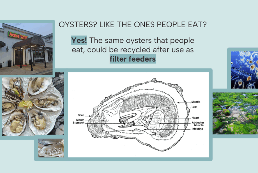 Slide from Oyster preservation project.