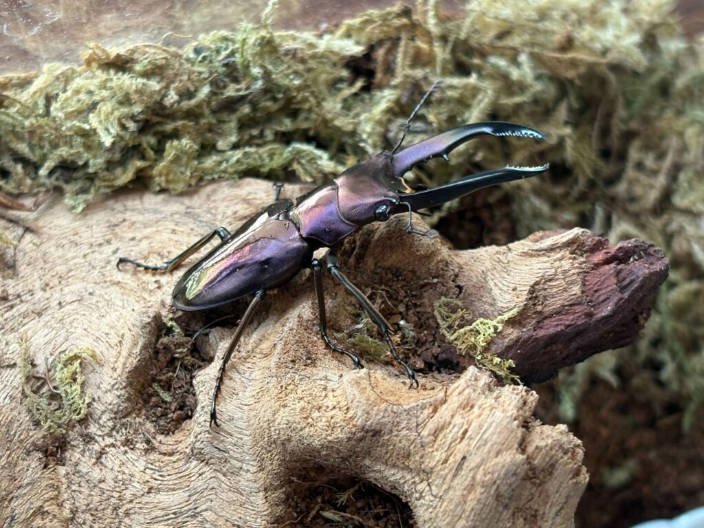 Metallic beetle