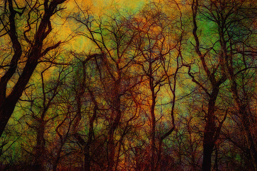Abstract landscape of bare trees with richly layered colors creating a textured, atmospheric scene